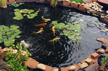 Hoffman-Fish-Pond