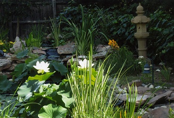 Hoffman-Marginal-Plants