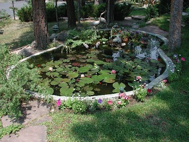 Freestone's-Pond-with-Cranes