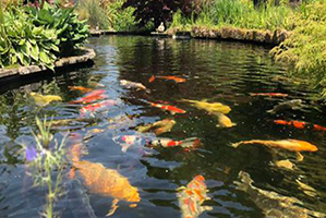 Fish-&-Ponds