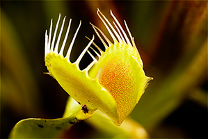 Carnivorous-Plants