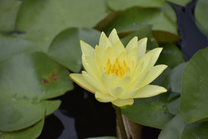 Water-Lilies---Hardy-