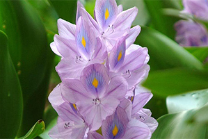 Marginal-Plants---Floating-&-Oxygenating-