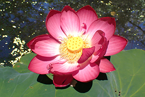Lotus-